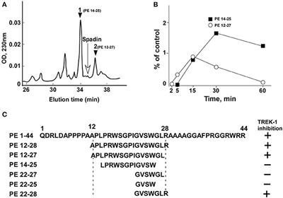 Shortened Spadin Analogs Display Better TREK-1 Inhibition, In Vivo Stability and Antidepressant Activity